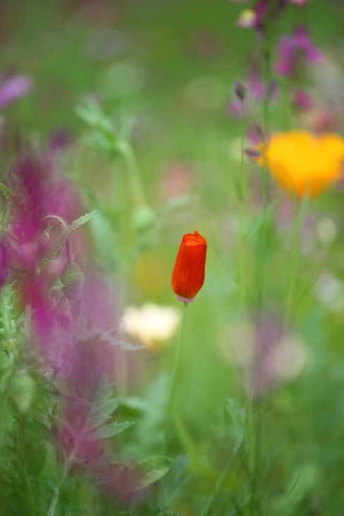 Wild flower RHS Poppy